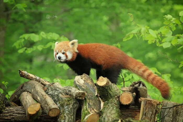 Bild Roter Panda mit Schwanz