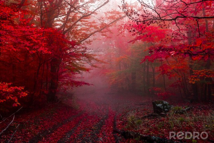 Bild Roter Wald