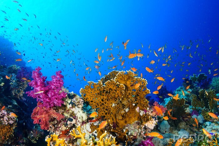 Bild Rotes Meer und Korallenriff in Ägypten