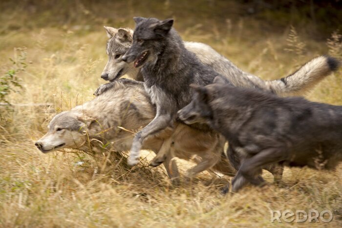 Bild Rudel Wölfe auf der Flucht