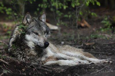 Bild Ruhender Wolf