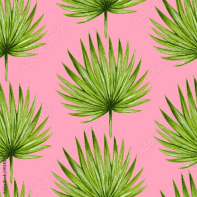 Rundblättrige Palme auf rosa Hintergrund