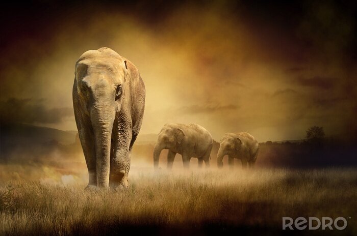 Bild Safari-Tiere bei Sonnenuntergang