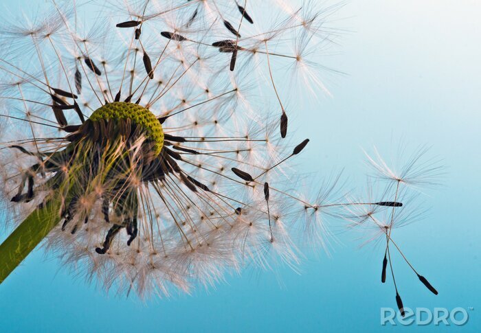 Bild Samen vor dem Hintergrund des Himmels