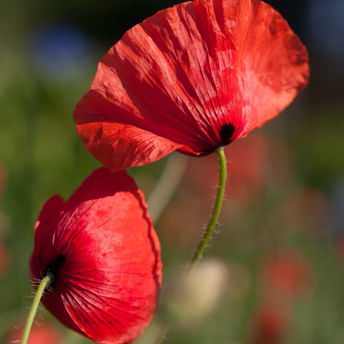 Bild Sanfte Blumen im Sonnenlicht