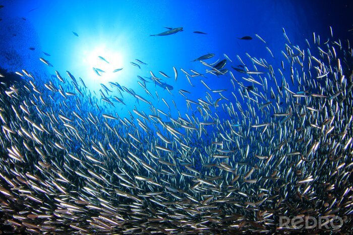 Bild Sardinen unter Wasser