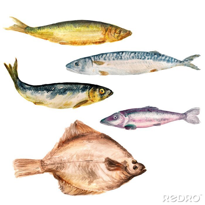 Bild Satz Aquarellbilder von verschiedenen Fischen