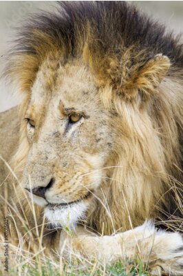 Bild Savanne Löwe mit schwarzer Mähne und goldenen Augen