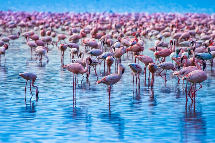 Bild Schar von Flamingos im Wasser