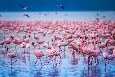Schar von Flamingos in Afrika