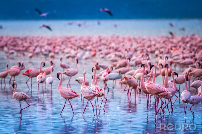 Bild Schar von Flamingos in Afrika