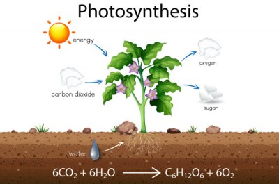 Bild Schema der Photosynthese