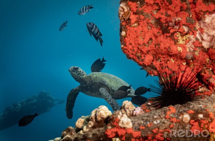 Bild Schildkröte Fische und Korallenriff