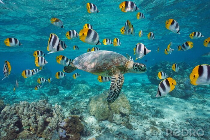 Bild Schildkröte mit Fisch im Meer