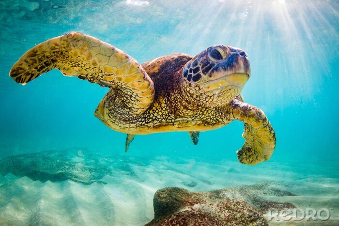 Bild Schildkröte unter Wasser