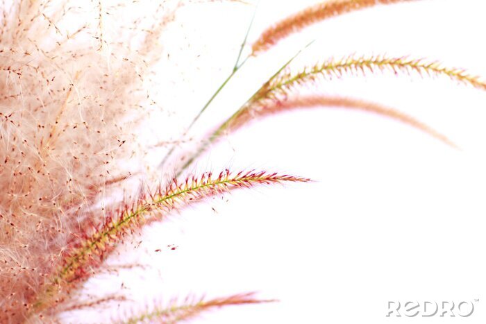 Bild Schilf Blume Nahaufnahme