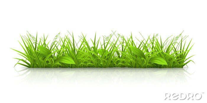 Bild Schilfgras, saftig grün