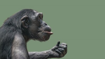 Bild Schimpanse auf grünem Hintergrund