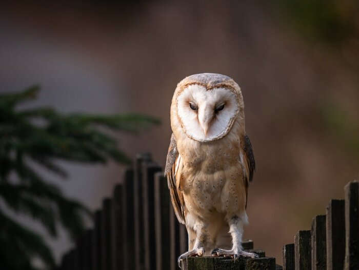 Bild Schlafende Eule auf einem Zaun