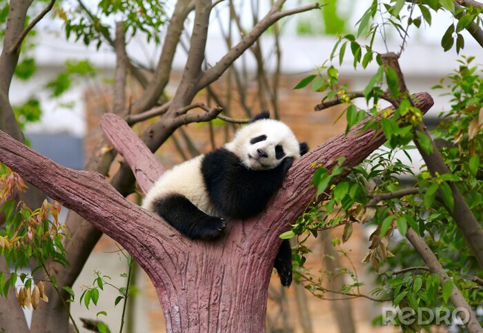 Bild Schlafender Panda auf einem Baum