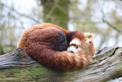 Bild Schlafender roter Panda