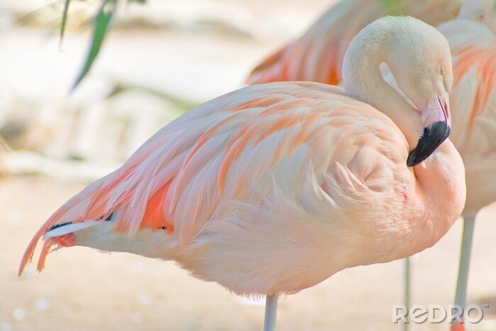 Bild Schlafender Vogel auf hellem Hintergrund
