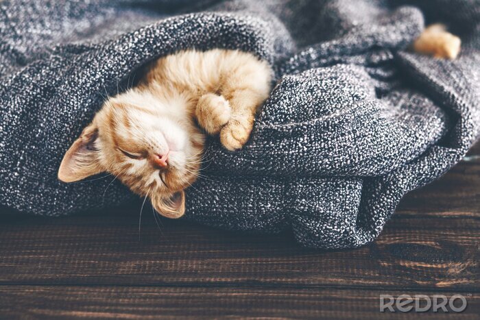 Bild Schlafendes Kätzchen in die Decke gehüllt