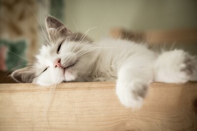 Bild Schlafendes weißes Kätzchen