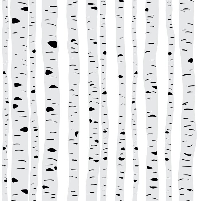 Bild Schlanke Birken auf hellem Hintergrund