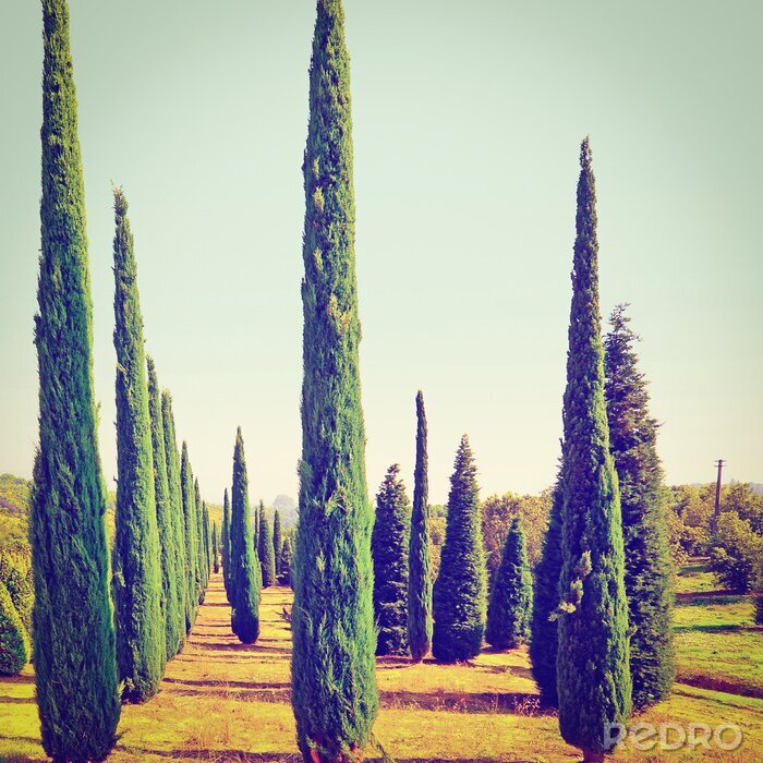 Bild Schlanke hohe Tannenbäume im Retro-Stil