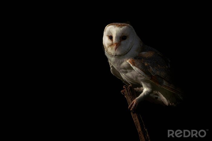 Bild Schleiereule auf dunklem Hintergrund