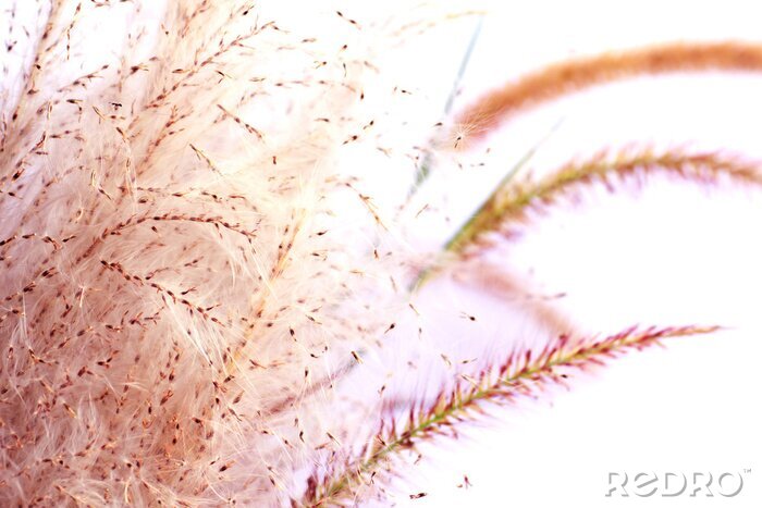 Bild Schliefblume als Natur