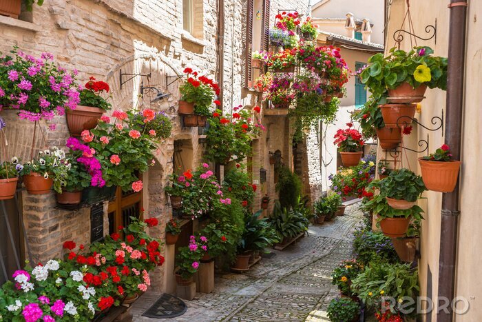 Bild Schmale Gasse voll von Blumen