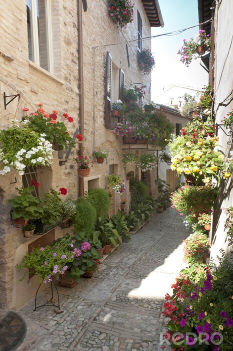 Bild Schmale Gasse voll von Flora