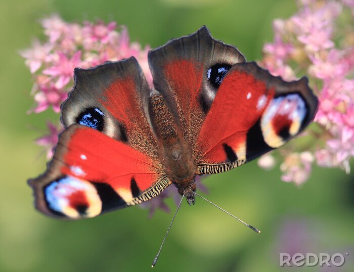 Bild Schmetterling auf Blume
