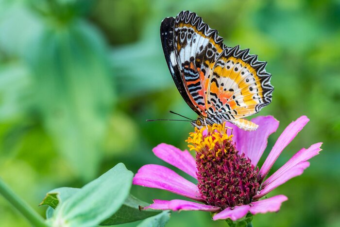 Bild Schmetterling auf einer Zinnienblüte