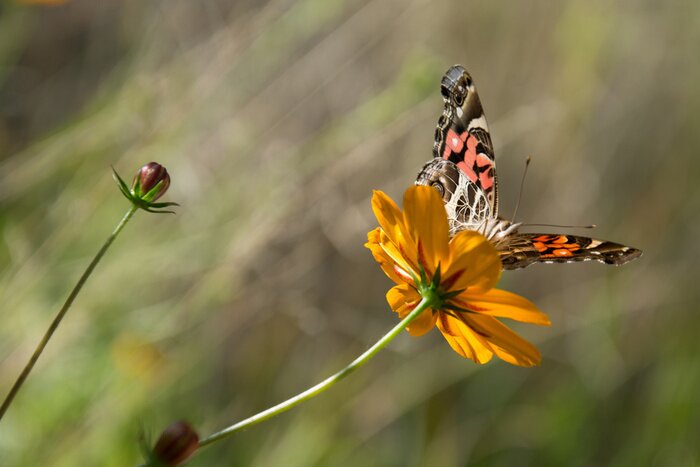 Bild Schmetterling auf gelber Blume