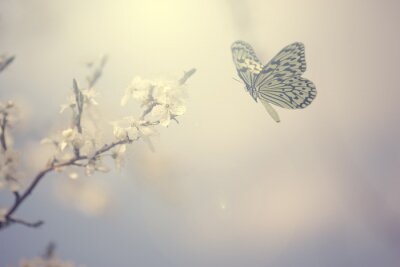 Schmetterling auf grauem Hintergrund