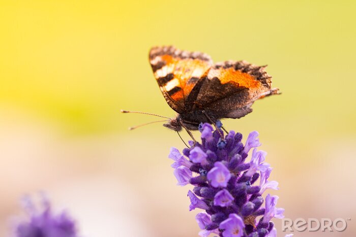 Bild Schmetterling auf Lavendel sitzend