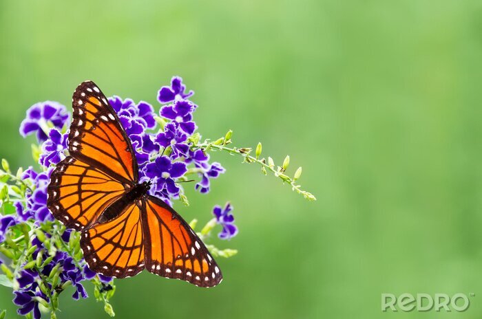 Bild Schmetterling auf lila Blume