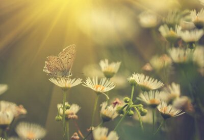 Schmetterling Blume und Sonne