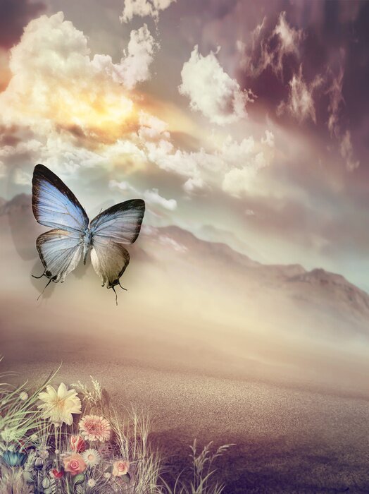 Bild Schmetterling in der Wüste