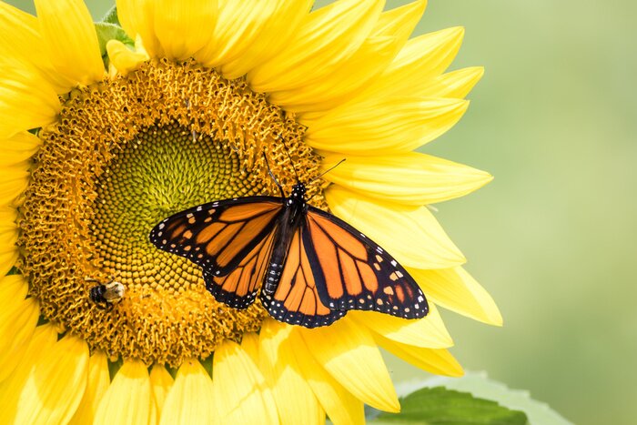 Bild Schmetterling sitzt auf der Sonnenblume