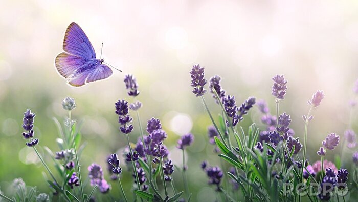 Bild Schmetterling über violetten Lavendelblüten