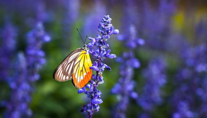 Bild Schmetterling und blaue Blumen