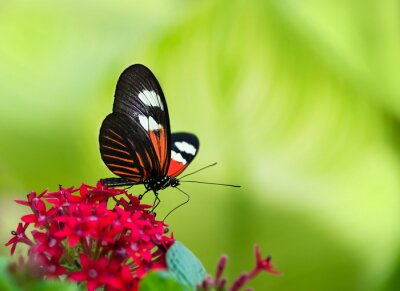 Bild Schmetterling und Blume