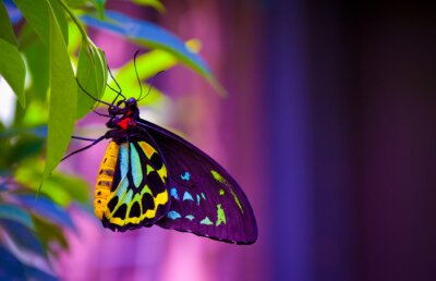 Bild Schmetterling und bunter Hintergrund