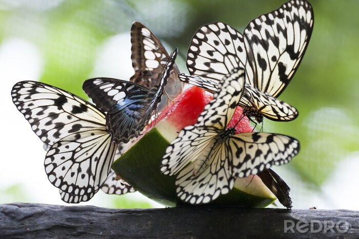 Bild Schmetterlinge beim Essen