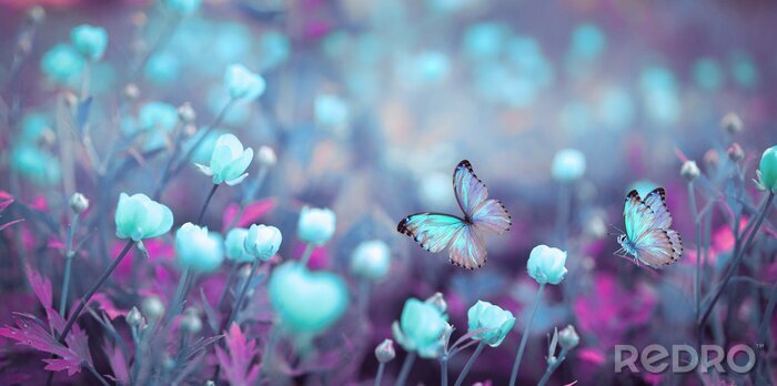 Bild Schmetterlinge im Fantasieland