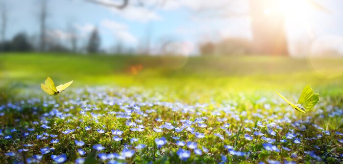 Bild Schmetterlinge über Frühlingswiese